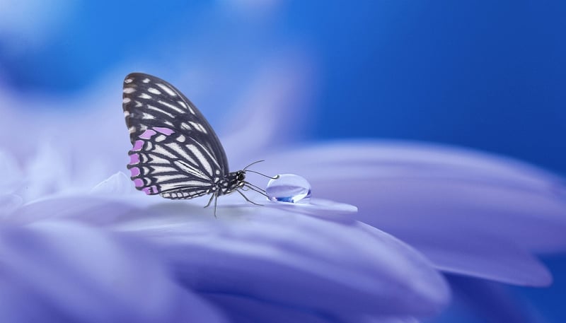 Mystical Decor Image 3